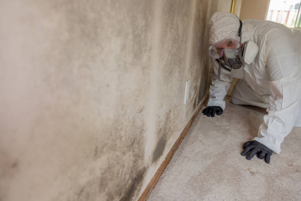 Best Industrial Mold Remediation in USA